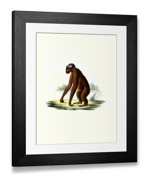 Framed Print : Mammals, Orangutan (Pongo pygmaeus)