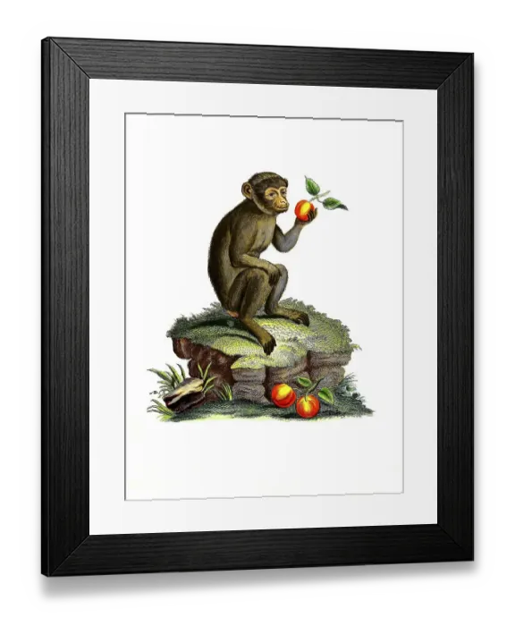 Framed Print : Mammals, barbary macaque (Macaca sylvanus) Framed Print : Mammals, barbary macaque (Macaca sylvanus)