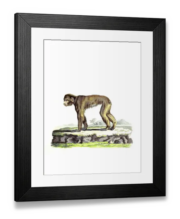 Framed Print : Mammals, Barbary macaque, Simia pithecus Framed Print : Mammals, Barbary macaque, Simia pithecus