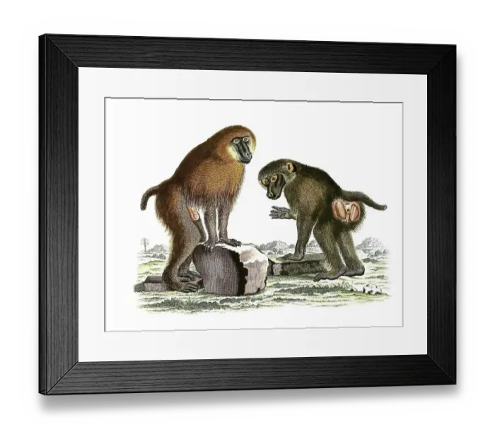Framed Print : Mammals, Simia sphinx, Mandrill (Mandrillus sphinx)