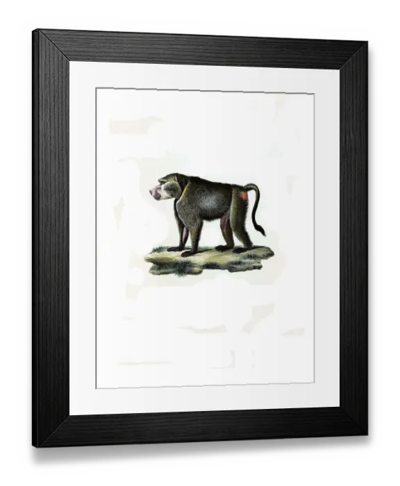 Framed Print : Mammals, west javan langur (Trachypithecus mauritius) Framed Print : Mammals, west javan langur (Trachypithecus mauritius)