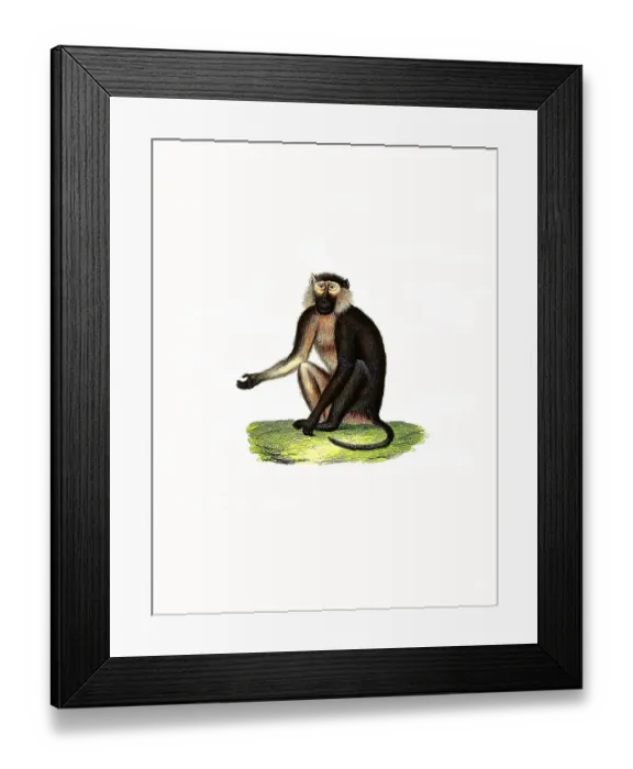 Framed Print : Mammals, Anubis baboon (Papio anubis) or olive baboon (Cynocephalus) anubis