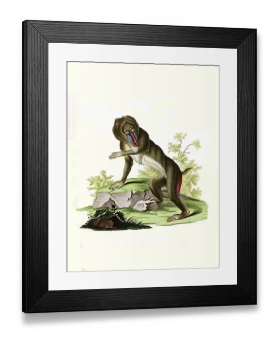 Framed Print : Mammals, mandrill, mandrillus Sphinx Framed Print : Mammals, mandrill, mandrillus Sphinx