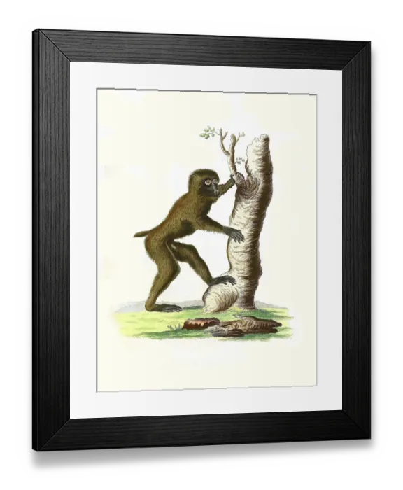 Framed Print : Mammals, Simia silvestris, Drill Framed Print : Mammals, Simia silvestris, Drill