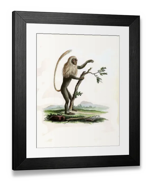 Framed Print : Mammals, Simia polycomos, Black and white stumpy monkey Framed Print : Mammals, Simia polycomos, Black and white stumpy monkey
