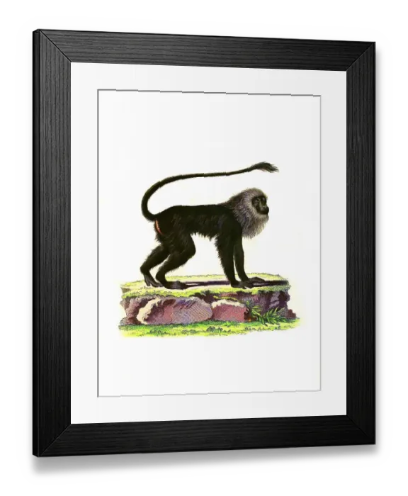 Framed Print : Mammals, Simia leonina, Brown-backed tamarin