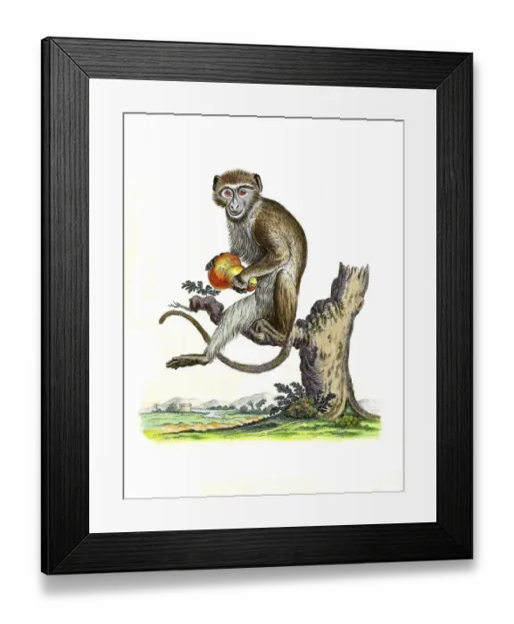 Framed Print : Mammals, Diana cat, Simia faunus