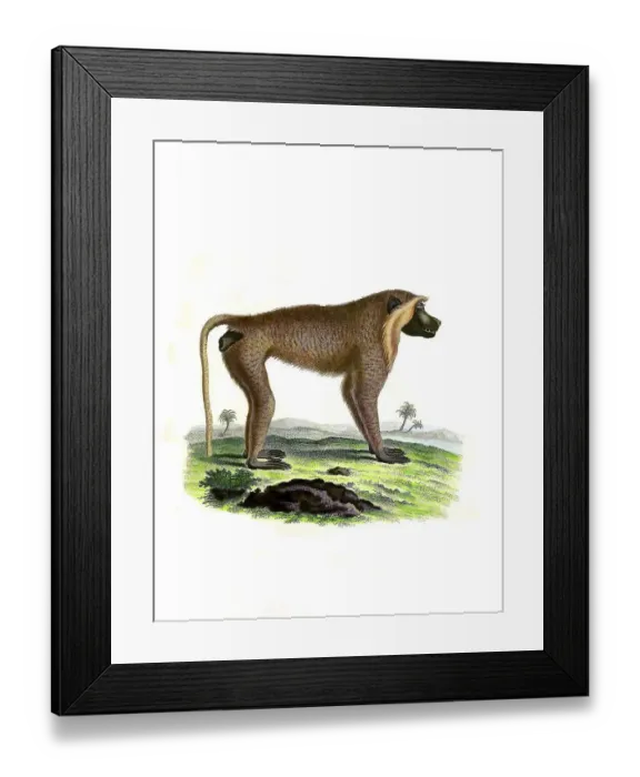 Framed Print : Mammals, Simia (cynocephalus), steppe baboon Framed Print : Mammals, Simia (cynocephalus), steppe baboon