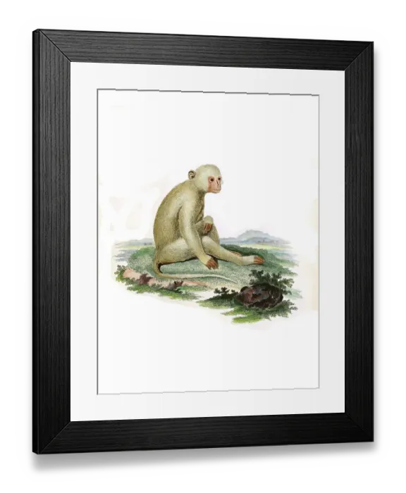 Framed Print : Mammals, sooty mangabey (Cercocebus atys)