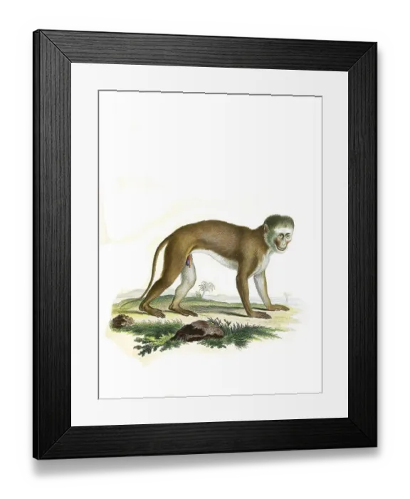 Framed Print : Mammals, malbrouck (Chlorocebus cynosuros) Framed Print : Mammals, malbrouck (Chlorocebus cynosuros)