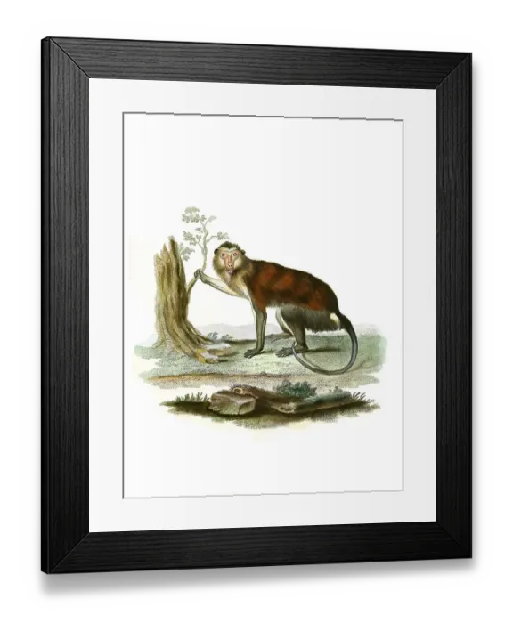 Framed Print : Mammals, Simia mona, Mona monkey (Cercopithecus mona)
