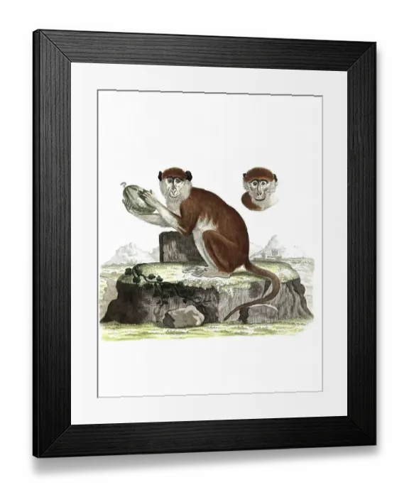 Framed Print : Mammals, Simia patas, Hussar monkey is a primate species from the genus group of the guenons Framed Print : Mammals, Simia patas, Hussar monkey is a primate species from the genus group of the guenons