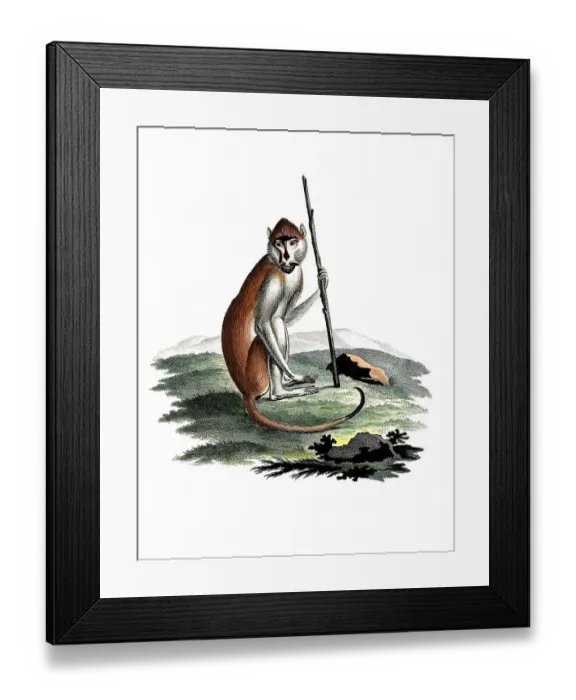 Framed Print : Mammals, Monkey, Simia rufa, Historic