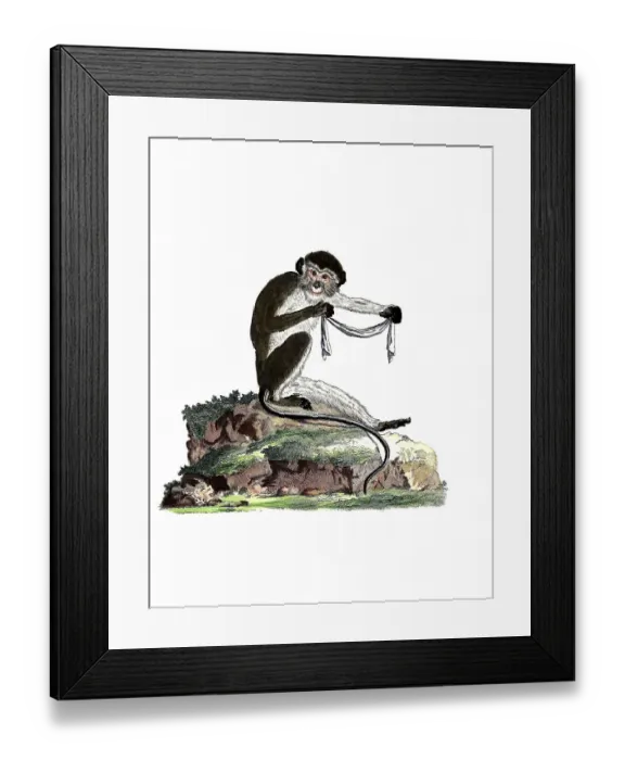 Framed Print : Mammals, Simia talapoin, Southern Talapoin Monkey Framed Print : Mammals, Simia talapoin, Southern Talapoin Monkey