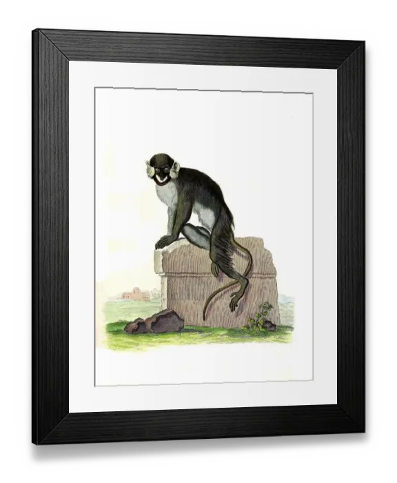 Framed Print : Mammals, Simia (cephus), Blue guenon