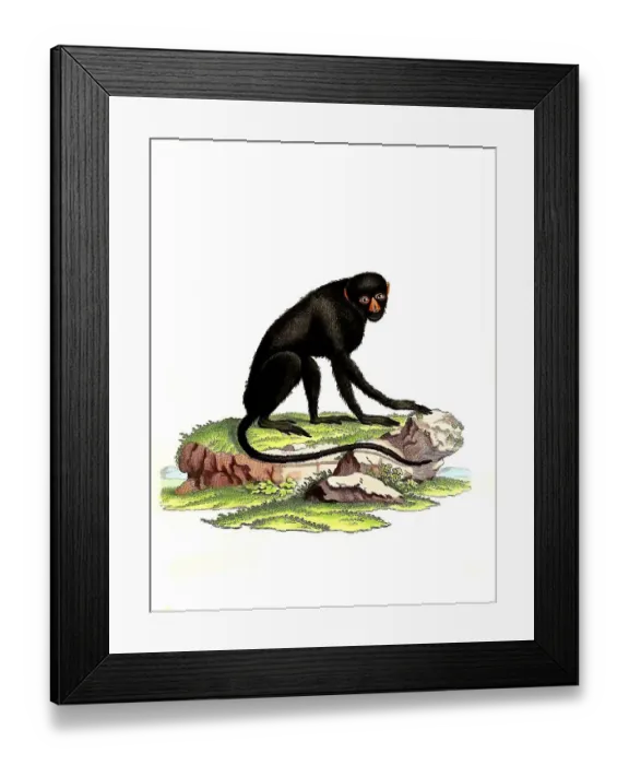 Framed Print : Mammals, Simia nictitans, greater spot-nosed monkey (Cercopithecus nictitans) Framed Print : Mammals, Simia nictitans, greater spot-nosed monkey (Cercopithecus nictitans)