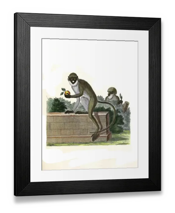 Framed Print : Mammals, White-nosed monkey, Simia Petaurista Framed Print : Mammals, White-nosed monkey, Simia Petaurista