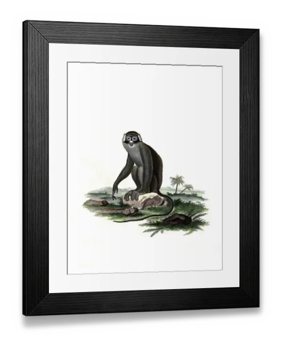 Framed Print : Mammals, Simia afcanius, red-tailed monkey (Cercopithecus ascanius)