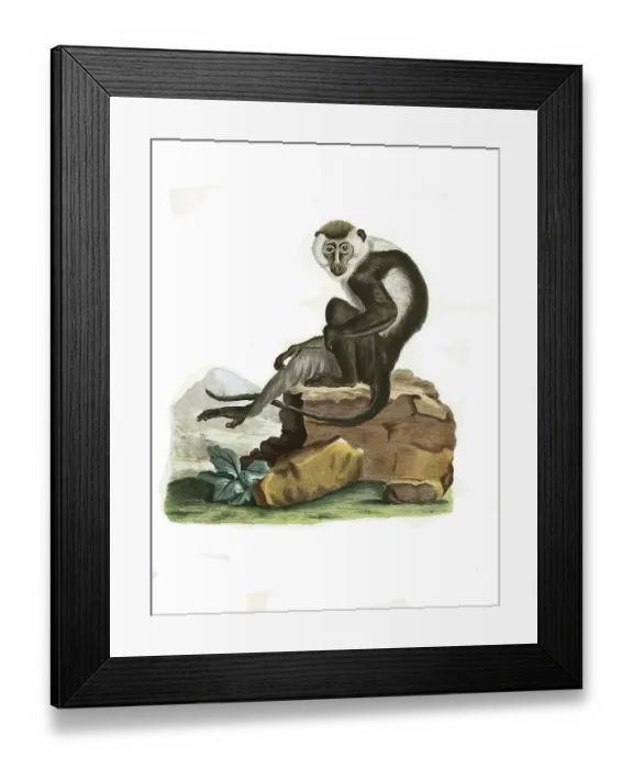 Framed Print : Mammals, Ethiopian green monkey