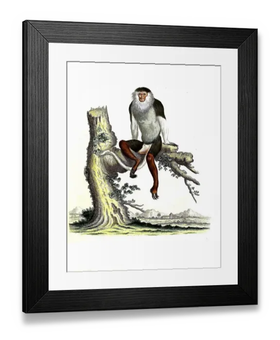 Framed Print : Mammals, Macaque, Simia Nemiaeus Framed Print : Mammals, Macaque, Simia Nemiaeus
