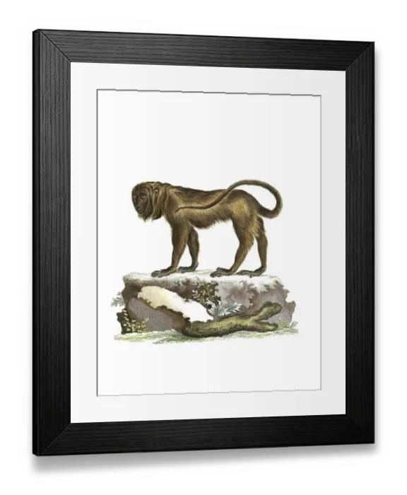 Framed Print : Mammals, Simia seniculus, Red howler monkey