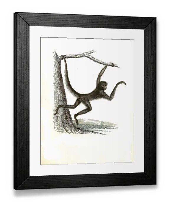 Framed Print : Mammals ater, spider monkey (Ateles) Framed Print : Mammals ater, spider monkey (Ateles)
