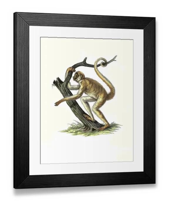 Framed Print : Mammals, southern muriqui (Brachyteles arachnoides)
