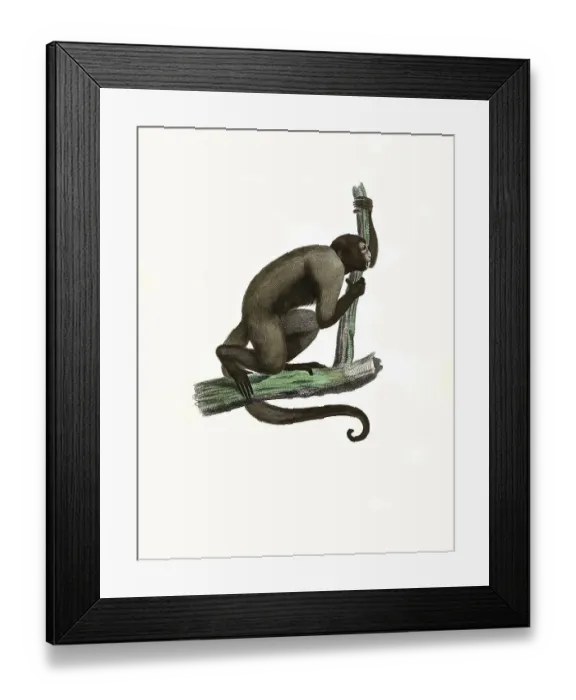 Framed Print : Mammals, Grey woolly monkey (Lagothrix lagotricha) cana