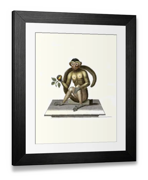 Framed Print : Mammals, Bush-tailed monkey, Simia trepida Framed Print : Mammals, Bush-tailed monkey, Simia trepida