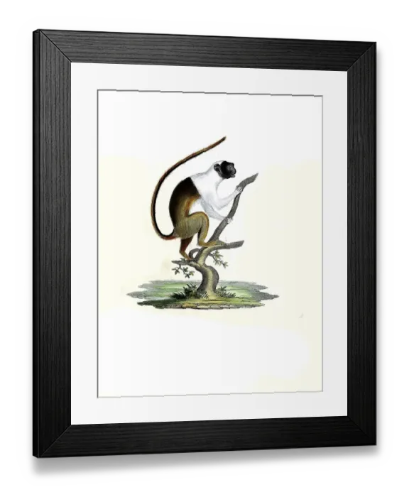 Framed Print : Mammals, Yellow-bellied pygmy marmoset (Cebuella pygmaea) Framed Print : Mammals, Yellow-bellied pygmy marmoset (Cebuella pygmaea)