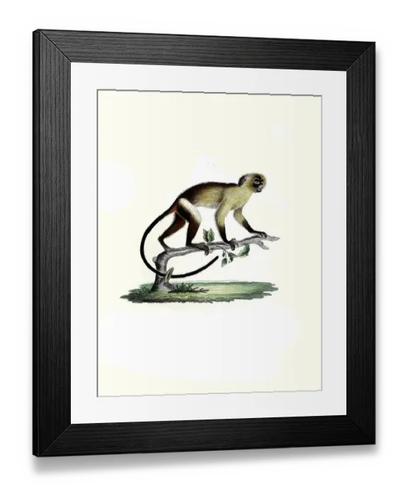 Framed Print : Mammals, Black-tailed marmoset (Callithrix melanura) Framed Print : Mammals, Black-tailed marmoset (Callithrix melanura)