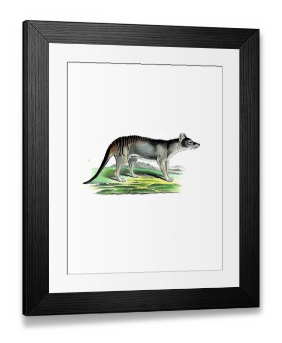 Framed Print : Mammals, Pouched wolf, thylacine (Thylacinus cynocephalus)