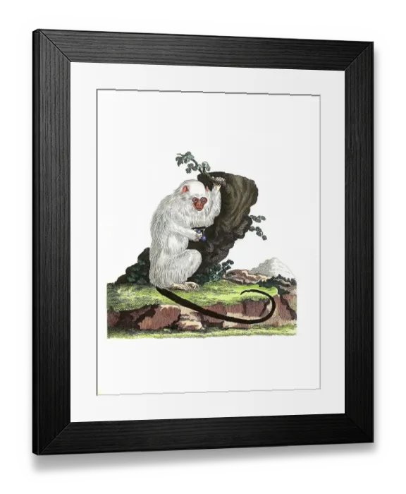 Framed Print : Mammals, Marmoset monkey, Simia argentata