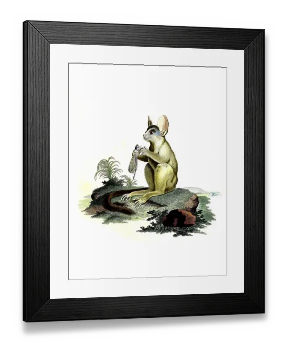 Framed Print : Mammals, senegal bushbaby (Galago senegalensis)