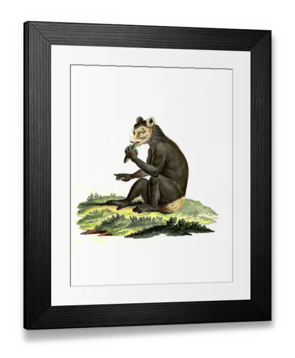 Framed Print : Mammals, The Indri (Indri indri) is a species of primate from the Indri family