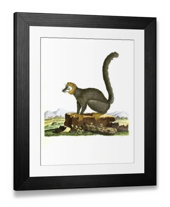 Framed Print : Mammals, mongoose lemur (Eulemur mongoz) primate species of the common maki family