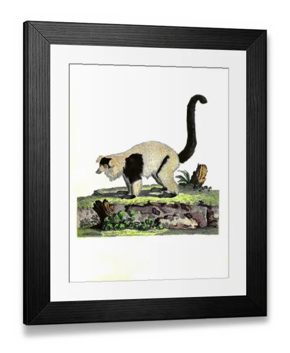 Framed Print : Mammals, Lemur macaco, Black Lemur (Eulemur macaco)