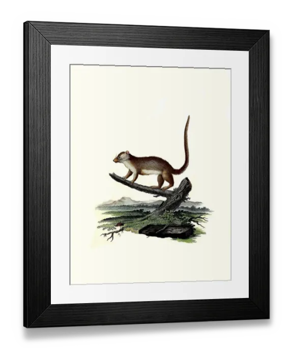 Framed Print : Mammals, gray mouse lemur (Microcebus murinus) Framed Print : Mammals, gray mouse lemur (Microcebus murinus)