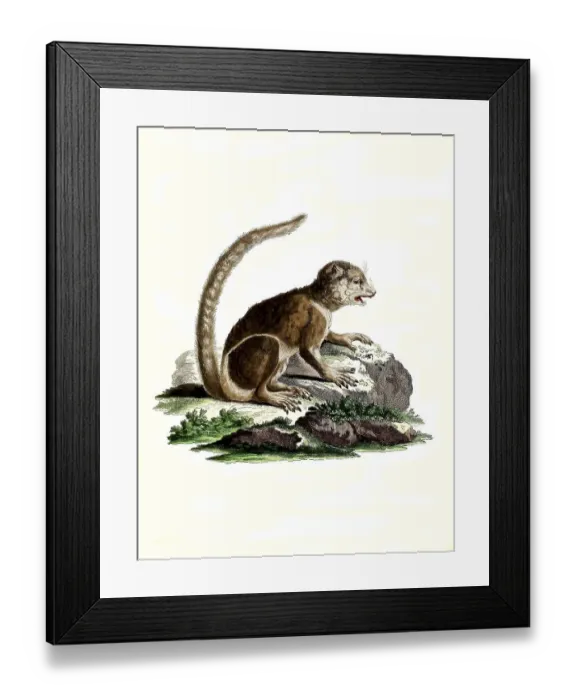 Framed Print : Mammals, Lemur, eastern woolly lemur (lanatus)