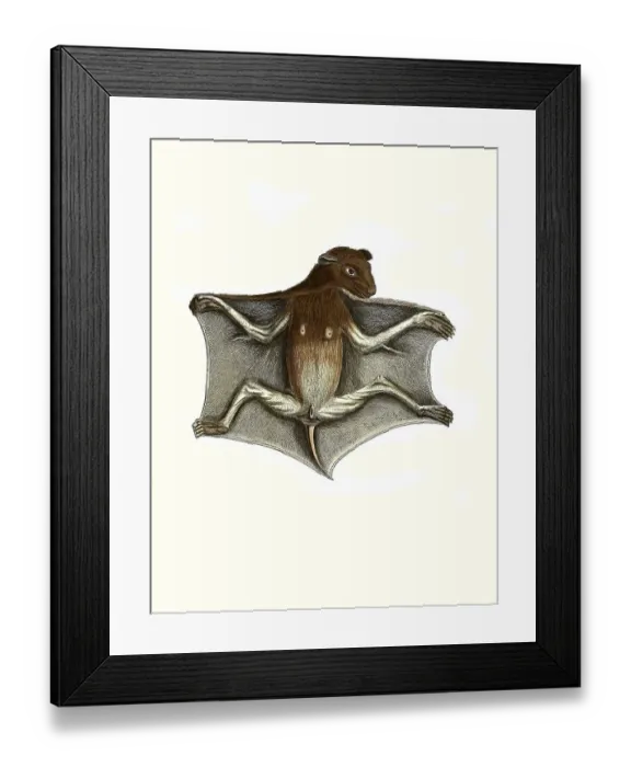Framed Print : Mammals, Lemur volans, philippine flying lemur (Cynocephalus volans)