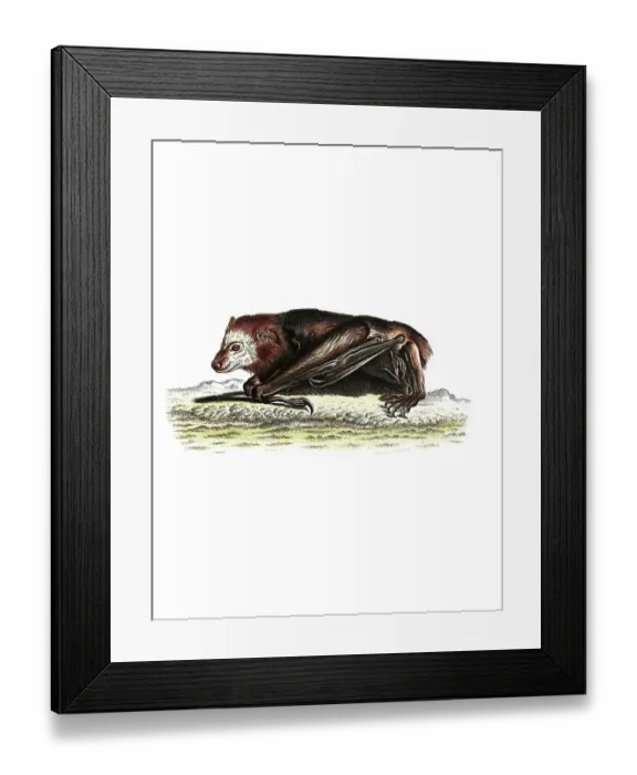 Framed Print : Mammals, Vespertilio caninus, lesser dog-like bat (Peropteryx macrotis)
