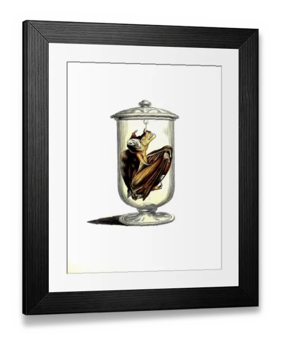 Framed Print : Mammals, spectral bat (Vespertilio spectrum) Framed Print : Mammals, spectral bat (Vespertilio spectrum)