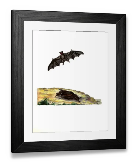 Framed Print : Mammals, Vespertilio foricinus Framed Print : Mammals, Vespertilio foricinus