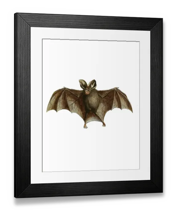Framed Print : Mammals, Malayan or Lesser False Vampire Framed Print : Mammals, Malayan or Lesser False Vampire
