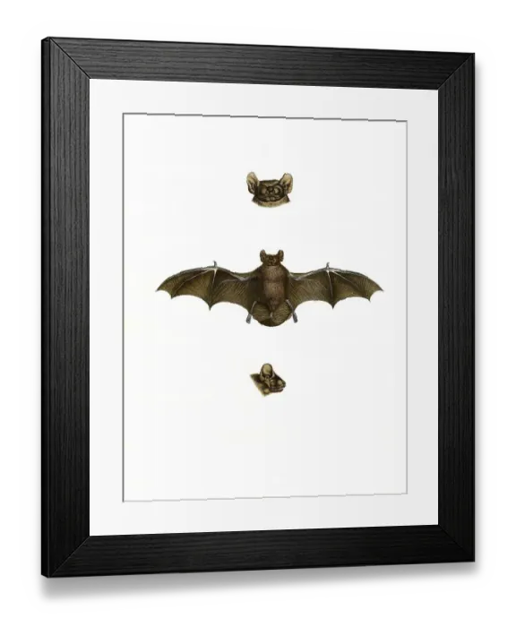 Framed Print : Mammals, soprano pipistrelle (Pipistrellus pygmaeus)