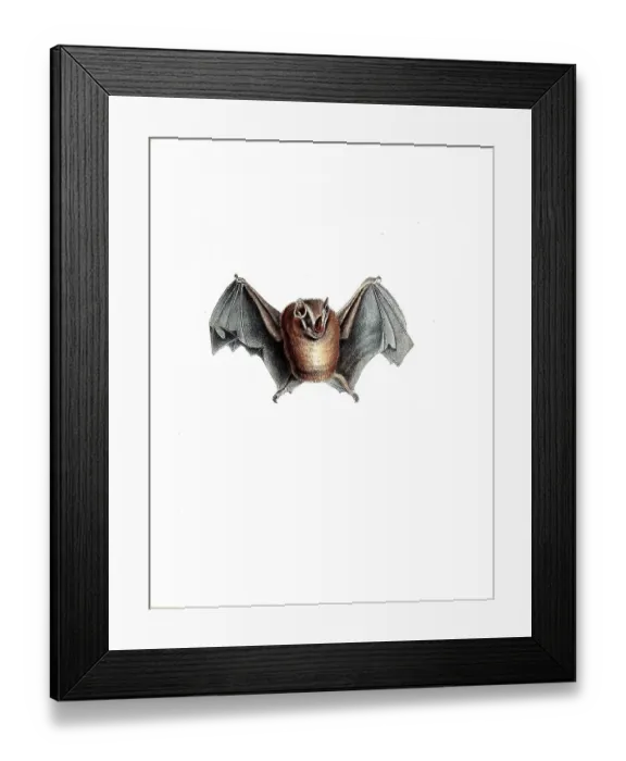 Framed Print : Mammals, Phyllostima pusillum, Horseshoe Bat Framed Print : Mammals, Phyllostima pusillum, Horseshoe Bat