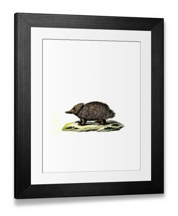 Framed Print : Mammals, short-billed echidna, Tachyglossus aculcatus