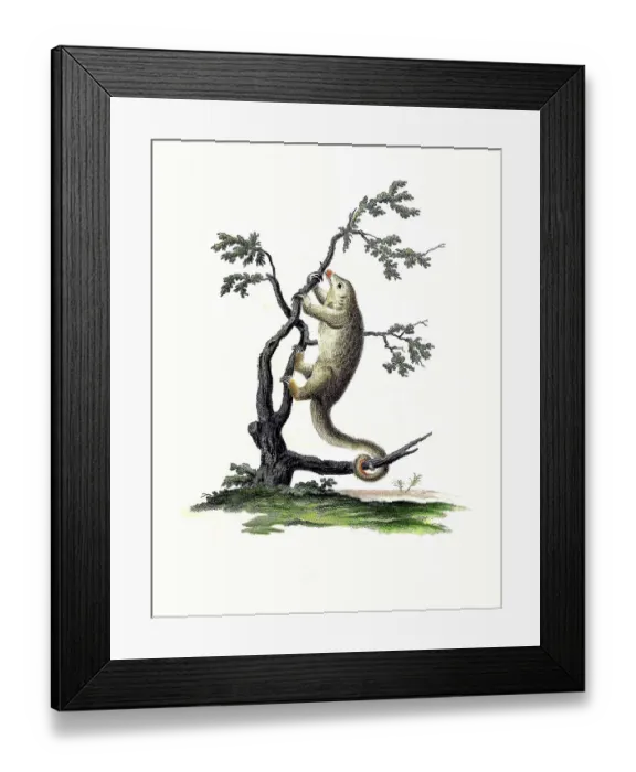 Framed Print : Mammals, Common dwarf anteater Framed Print : Mammals, Common dwarf anteater