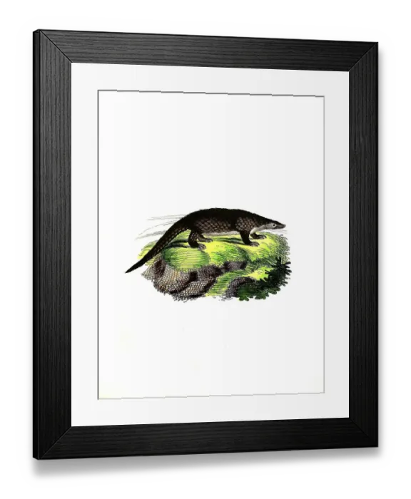 Framed Print : Mammals, sunda pangolin (Manis javanica) Framed Print : Mammals, sunda pangolin (Manis javanica)