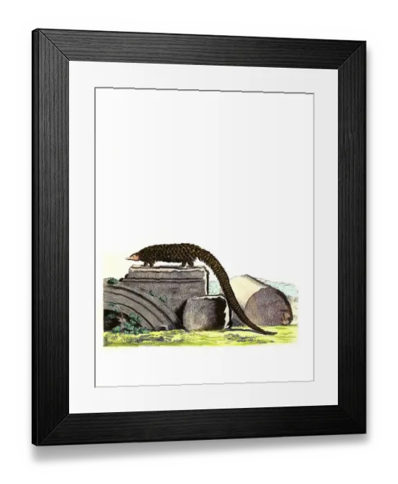 Framed Print : Mammals, Long-tailed pangolin (Manis tetradactyla) Framed Print : Mammals, Long-tailed pangolin (Manis tetradactyla)